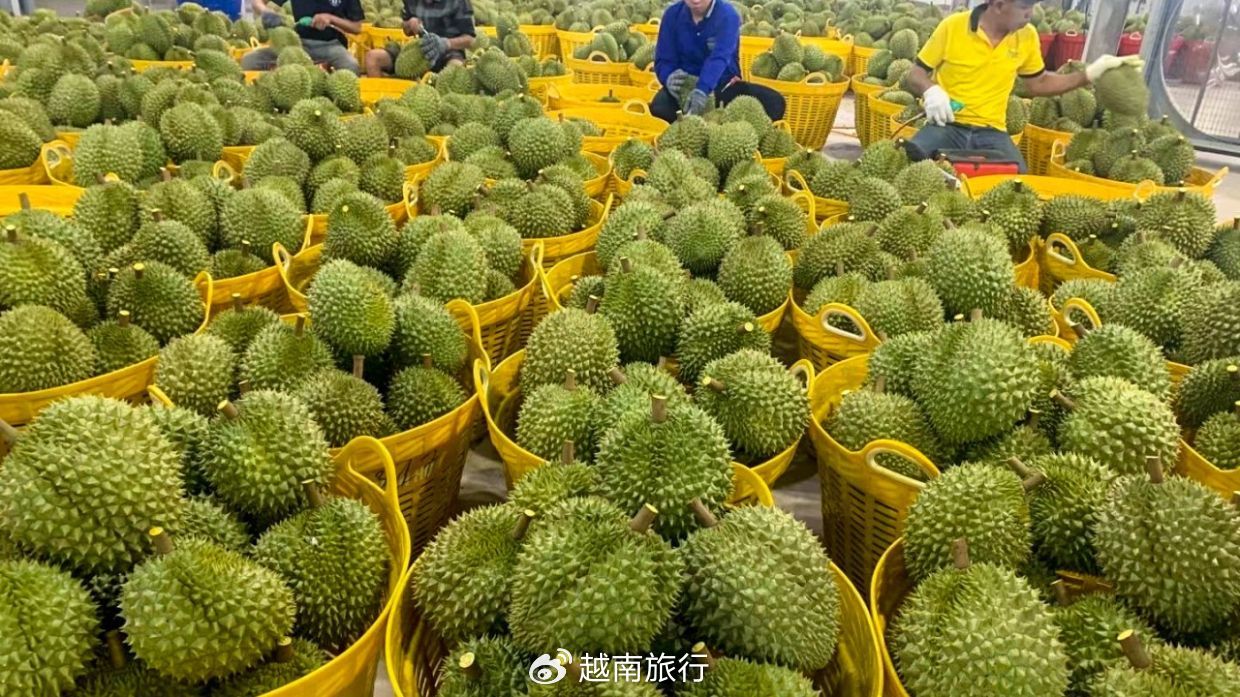 微博订阅:2024年奥门特马资料图59期-为什么榴莲那么贵  第2张