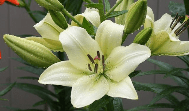 搜狗订阅:澳彩资料免费资料大全生肖灵码表-52朵玫瑰代表什么意思  第3张