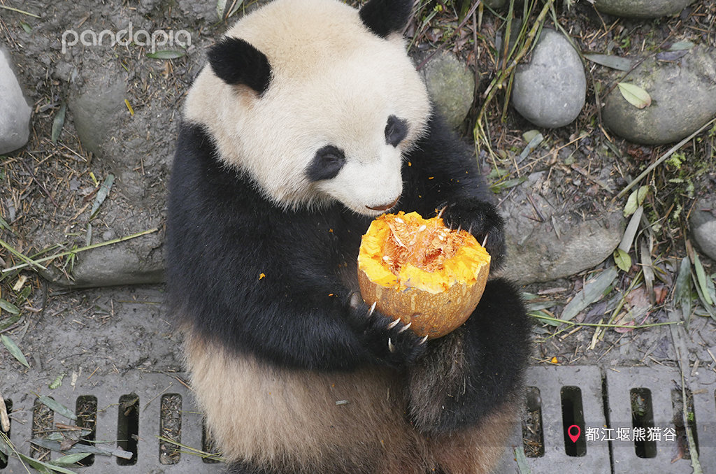 百度平台:白小姐一肖期期中特开奖-大熊猫爱吃什么  第3张
