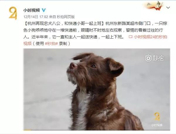知乎：2o24澳门正版精准资料-忠犬八公是什么狗  第1张