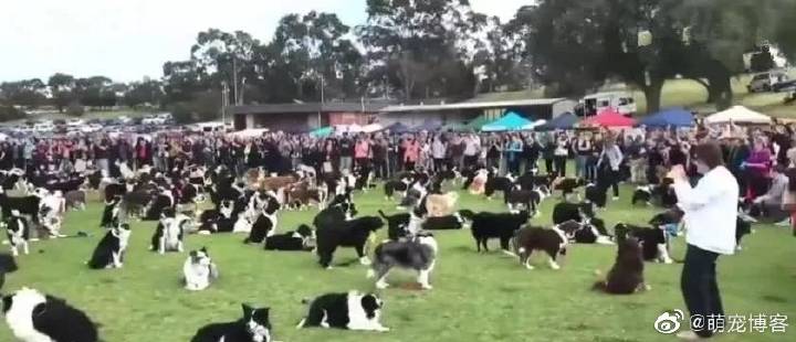 微博:王中王一肖一特一中开奖时间-《狗阵》一个人被一群狗围着是现实  第2张