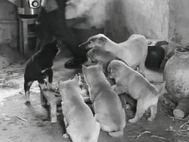 微博:王中王一肖一特一中开奖时间-《狗阵》一个人被一群狗围着是现实  第3张