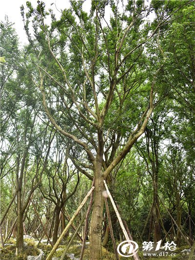 火山视频:澳门王中王100%资料2023-朴树是什么树  第1张