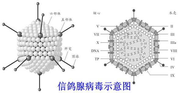 搜狐:2024澳门资料正版大全-什么是腺病毒  第1张