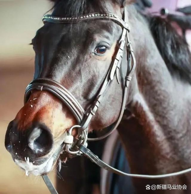 百家号:澳门马场资料最准一码-嘴里起泡是什么原因  第1张