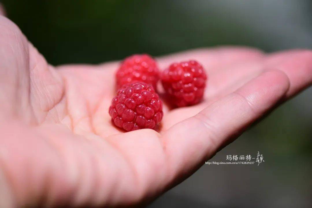 微博订阅:2024香港正版挂牌-覆盆子是什么  第1张