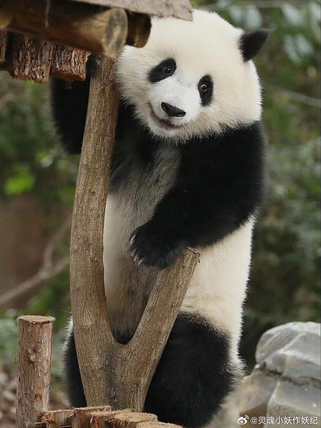 微博:白小姐三期必出一肖中特-熊猫属于什么科  第2张