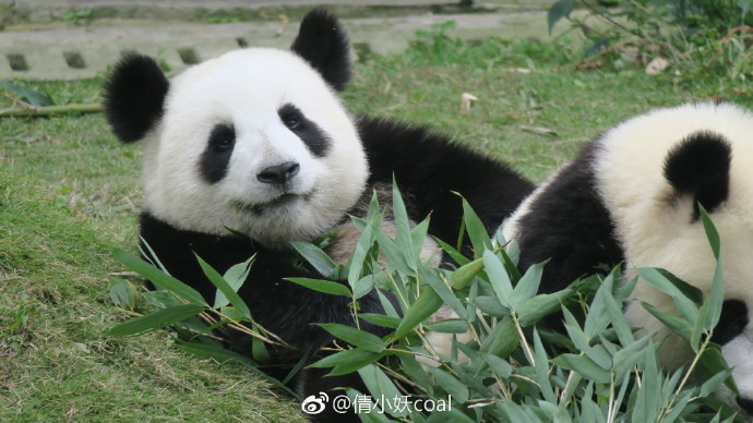 微博:白小姐三期必出一肖中特-熊猫属于什么科  第3张