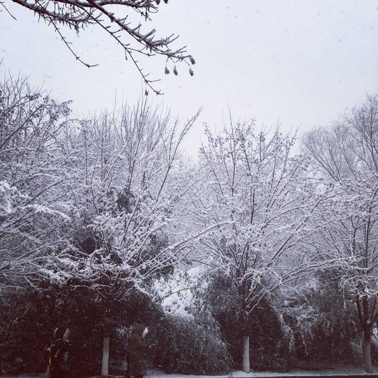 搜狐订阅：白小姐一肖一码100正确-雪花飘飘北风萧萧是什么歌  第3张