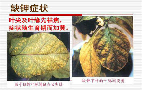 火山视频:新奥六开彩资料2024-缺钾会有什么症状  第1张