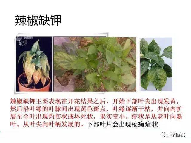 火山视频:新奥六开彩资料2024-缺钾会有什么症状  第3张