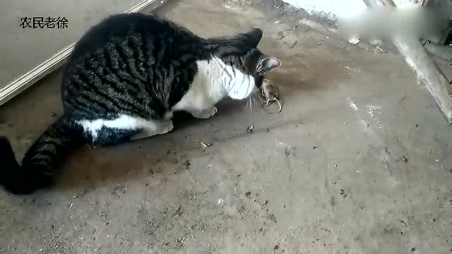 百度平台:白小姐一肖一码期准今晚开奖-猫为什么吃老鼠  第3张