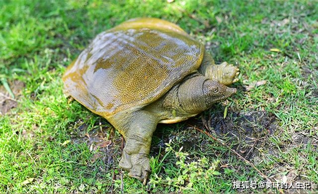 火山视频:新澳门资料大全正版资料2024年免费下载-甲鱼和乌龟有什么区别  第2张