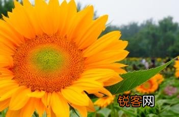 抖音视频:澳门天天最准最快资料-向日葵为什么向着太阳  第2张