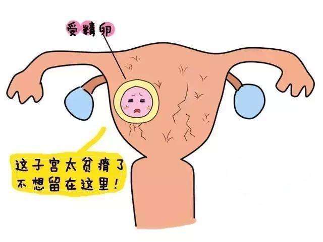 中新网:2024新澳精准资料免费大全-宫外孕是什么原因造成的  第3张