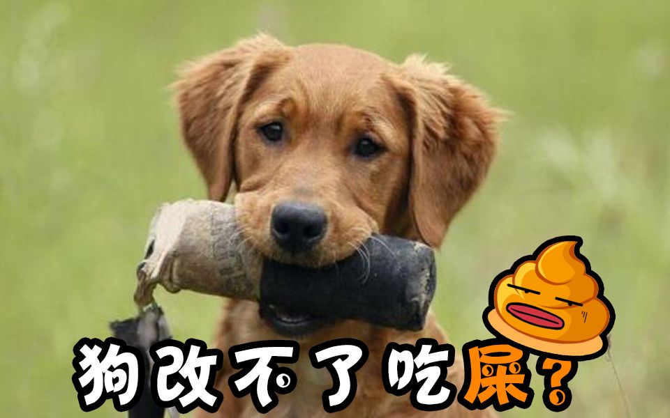搜狐:2O24澳彩管家婆资料传真-狗为什么喜欢吃屎呢  第3张