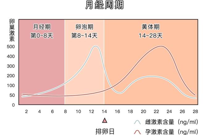 小红书:2024年新澳门今晚免费资料-卵巢黄体是什么意思  第1张