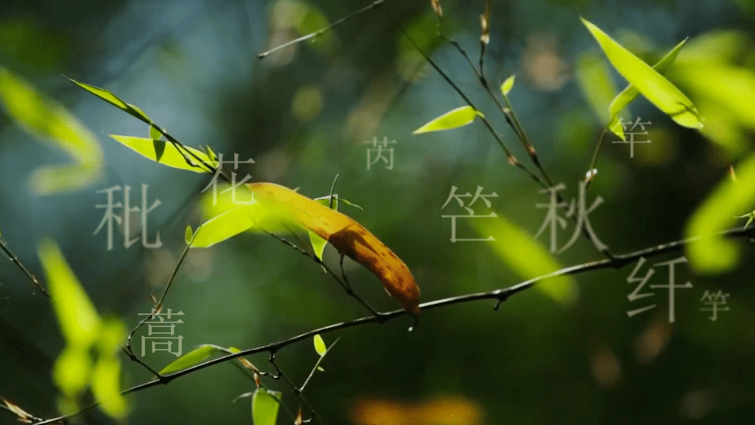 网易:新澳门一码一肖100精确-蒹葭是什么植物  第3张