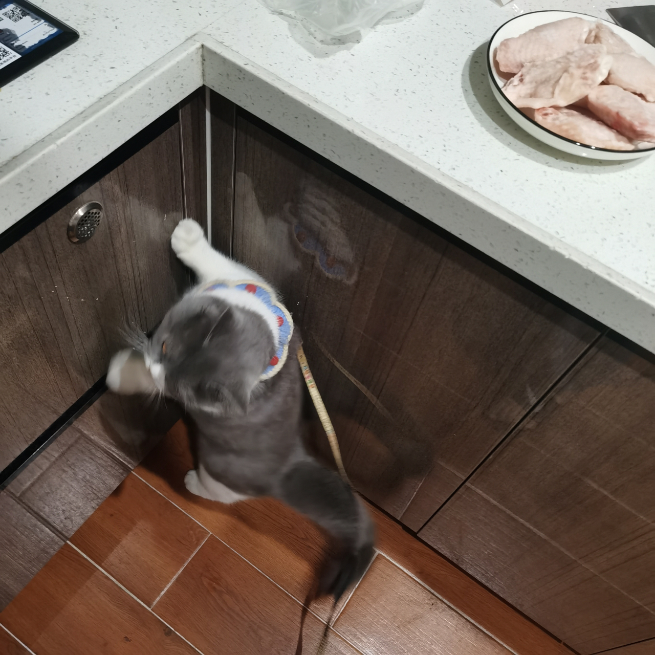 小红书:马会澳门正版资料查询-猫肉什么味道  第2张