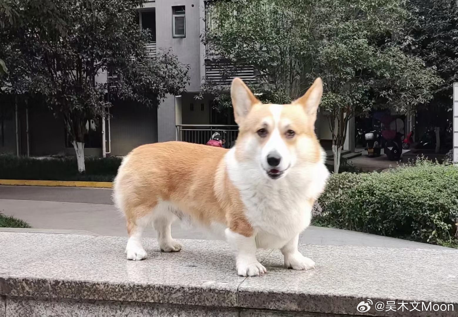 搜狐:2024香港内部正版大全-柯基犬为什么要断尾巴  第1张