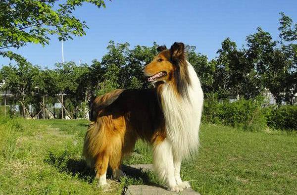 腾讯：白小姐一肖一码今晚开奖-苏格兰牧羊犬吃什么  第1张