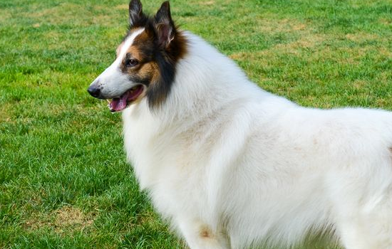 腾讯：白小姐一肖一码今晚开奖-苏格兰牧羊犬吃什么  第2张