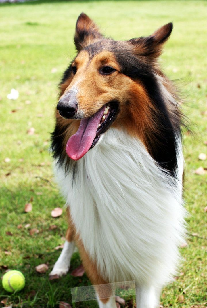 腾讯：白小姐一肖一码今晚开奖-苏格兰牧羊犬吃什么  第3张